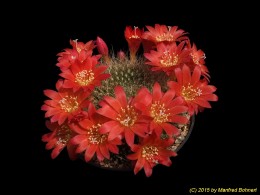 Rebutia violaciflora v. knuthiana WR801 1781